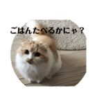 モフモフ3.スコティッシュフォールド。（個別スタンプ：9）