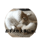 モフモフ3.スコティッシュフォールド。（個別スタンプ：10）