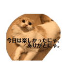 モフモフ3.スコティッシュフォールド。（個別スタンプ：11）