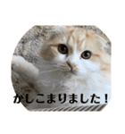 モフモフ3.スコティッシュフォールド。（個別スタンプ：14）