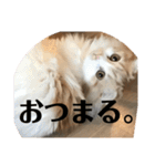 モフモフ3.スコティッシュフォールド。（個別スタンプ：15）