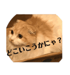 モフモフ3.スコティッシュフォールド。（個別スタンプ：16）
