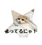 モフモフ3.スコティッシュフォールド。（個別スタンプ：17）