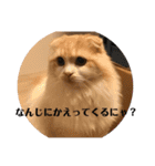 モフモフ3.スコティッシュフォールド。（個別スタンプ：18）