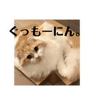 モフモフ3.スコティッシュフォールド。（個別スタンプ：21）