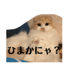 モフモフ3.スコティッシュフォールド。（個別スタンプ：22）