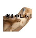 モフモフ3.スコティッシュフォールド。（個別スタンプ：27）