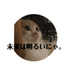 モフモフ3.スコティッシュフォールド。（個別スタンプ：29）
