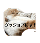 モフモフ3.スコティッシュフォールド。（個別スタンプ：30）