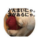 モフモフ3.スコティッシュフォールド。（個別スタンプ：31）