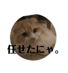 モフモフ3.スコティッシュフォールド。（個別スタンプ：33）