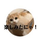 モフモフ3.スコティッシュフォールド。（個別スタンプ：37）