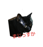 くろにゃんの日常（個別スタンプ：1）