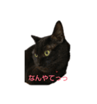 くろにゃんの日常（個別スタンプ：2）