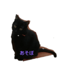 くろにゃんの日常（個別スタンプ：3）