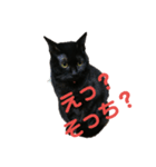くろにゃんの日常（個別スタンプ：9）
