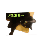 くろにゃんの日常（個別スタンプ：16）