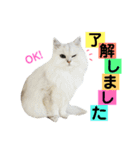 みいちゃんのねこ⒉（個別スタンプ：1）