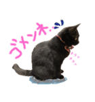 黒猫のビビのスタンプ①（個別スタンプ：12）
