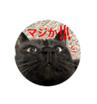 黒猫のビビのスタンプ①（個別スタンプ：14）