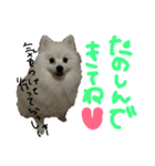 もふポメ福詠くん8（個別スタンプ：10）