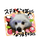 もふポメ福詠くん8（個別スタンプ：12）