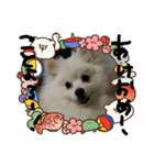 もふポメ福詠くん8（個別スタンプ：14）