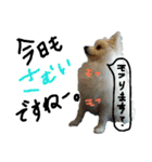 もふポメ福詠くん8（個別スタンプ：17）