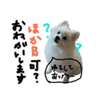 もふポメ福詠くん8（個別スタンプ：19）