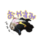 可愛いわんこfamily（個別スタンプ：3）