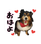 可愛いわんこfamily（個別スタンプ：30）