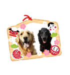 可愛いわんこfamily（個別スタンプ：36）