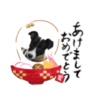 可愛いわんこfamily（個別スタンプ：38）
