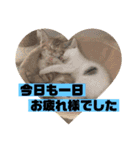 ふうりマンと猫たち。＋りくう（個別スタンプ：9）