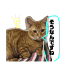 ふうりマンと猫たち。＋りくう（個別スタンプ：10）