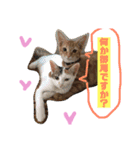 ふうりマンと猫たち。＋りくう（個別スタンプ：11）