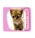 ふうりマンと猫たち。＋りくう（個別スタンプ：15）