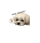 犬を愛する友人（個別スタンプ：1）