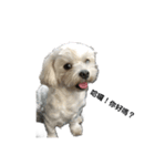 犬を愛する友人（個別スタンプ：4）