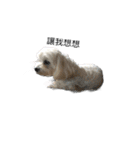 犬を愛する友人（個別スタンプ：10）