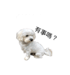 犬を愛する友人（個別スタンプ：14）