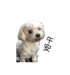 犬を愛する友人（個別スタンプ：16）