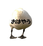 ドイツのトリ その2（個別スタンプ：16）