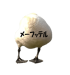 ドイツのトリ その2（個別スタンプ：21）
