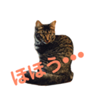 楓3（個別スタンプ：1）
