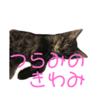 楓3（個別スタンプ：3）
