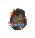 デグーのふく 日常スタンプ2（個別スタンプ：1）
