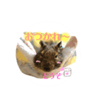 デグーのふく 日常スタンプ2（個別スタンプ：4）