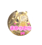 デグーのふく 日常スタンプ2（個別スタンプ：9）