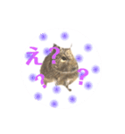 デグーのふく 日常スタンプ2（個別スタンプ：10）